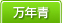 万年青