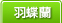羽蝶蘭
