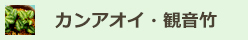 カンアオイ・観音竹